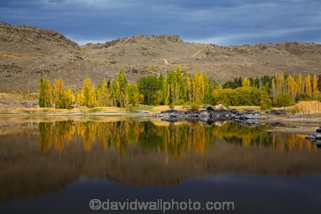 Alexandra;autuminal;autumn;autumn-colour;autumn-colours;autumnal;Butchers-Dam;Butchers-Dam;calm;Central-Otago;color;colors;colour;colours;dam;dams;deciduous;fall;gold;golden;lake;lakes;leaf;leaves;N.Z.;New-Zealand;NZ;Otago;placid;quiet;reflected;reflection;reflections;S.I.;season;seasonal;seasons;serene;SI;smooth;South-Is;South-Island;Sth-Is;still;tranquil;tree;trees;water;yellow