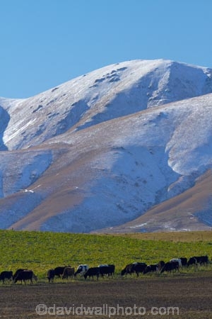 agricultural;agriculture;alp;alpine;alps;altitude;animal;animals;cattle;Central-Otago;cold;Coldness;country;countryside;cow;cows;dairy;dairy-cow;dairy-cows;dairy-farm;dairy-farms;electric-fence;electric-fences;extreme-weather;farm;farming;farmland;farms;field;fields;freeze;freezing;Herbivore;Herbivores;Herbivorous;high-altitude;Kakanui-Mountains;Kyeburn;Livestock;mammal;mammals;Maniototo;meadow;meadows;mount;mountain;mountain-peak;mountainous;mountains;mountainside;mt;N.Z.;New-Zealand;NZ;Otago;paddock;paddocks;pasture;pastures;peak;peaks;Ranfurly;range;ranges;rural;S.I.;Scenic;Scenics;Season;Seasons;SI;snow;snow-capped;snow_capped;snowcapped;snowy;South-Is;South-Is.;South-Island;Sth-Is;stock;weather;White;winter;winter-crop;winter-crops;winter-feed;Wintertime;wintery;wintry