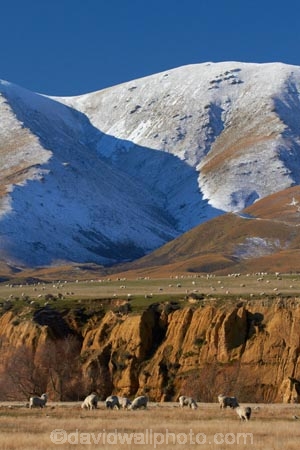 agricultural;agriculture;alp;alpine;alps;altitude;animal;animals;Central-Otago;cold;Coldness;country;countryside;domestic-stock;erode;eroded;erosion;ewes;extreme-weather;farm;farm-animals;farming;farmland;farms;field;fields;flock;flocks;freeze;freezing;herbivore;herbivores;herbivorous;herd;herds;high-altitude;Kakanui-Mountains;Kye-Burn;Kyeburn;livestock;mammal;mammals;Maniototo;meadow;meadows;mount;mountain;mountain-peak;mountainous;mountains;mountainside;mt;n.z.;New-Zealand;nz;Otago;outdoor;outdoors;outside;paddock;paddocks;pasture;pastures;peak;peaks;Ranfurly;range;ranges;rural;S.I.;Scenic;Scenics;Season;Seasons;sheep;SI;snow;snow-capped;snow_capped;snowcapped;snowy;South-Is;South-Is.;South-Island;Sth-Is;stock;weather;White;winter;Wintertime;wintery;wintry