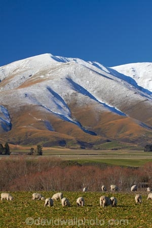 agricultural;agriculture;animal;animals;Central-Otago;cold;Coldness;country;countryside;domestic-stock;ewes;extreme-weather;farm;farm-animals;farming;farmland;farms;field;fields;flock;flocks;freeze;freezing;herbivore;herbivores;herbivorous;herd;herds;Kakanui-Mountains;livestock;mammal;mammals;Maniototo;meadow;meadows;N.Z.;New-Zealand;NZ;Otago;outdoor;outdoors;outside;paddock;paddocks;pasture;pastures;rural;S.I.;Scenic;Scenics;Season;Seasons;sheep;SI;snow;snowy;South-Is;South-Island;Sth-Is;stock;weather;white;winter;Wintertime;wintery;wintry