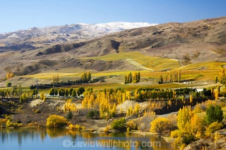agricultural;agriculture;autuminal;autumn;Autumn-Colours;autumnal;Bannockburn-Inlet;boat;boats;cairnmuir-campground;campground;campgrounds;camping-ground;camping-grounds;Central-Otago;central-otago-vineyard;central-otago-vineyards;central-otago-wineries;central-otago-winery;color;colors;colour;colours;country;countryside;cromwell;crop;crops;cultivation;deciduous;fall;farm;farming;farmland;farms;field;fields;gold;golden;grape;grapes;grapevine;horticulture;kawarau-arm;lake;lake-dunstan;lakes;leaf;leaves;New-Zealand;poplar;poplar-tree;poplar-trees;poplars;row;rows;rural;south-island;speed-boat;speed-boats;tree;trees;vine;vines;vineyard;vineyards;vintage;water;wine;wineries;winery;wines;yellow