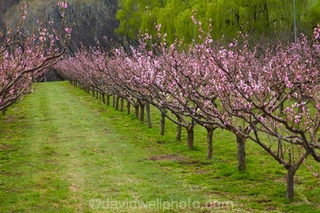 Alexandra;bloom;blooming;blooms;blossom;blossoming;blossoms;Central-Otago;crop;Earnscleugh;farm;farming;farms;flower;flowering;flowers;fruit-tree;fruit-trees;horticulture;N.Z.;New-Zealand;NZ;orchard;orchards;Otago;pink;pink-blossom;row;rows;rural;S.I.;season;seasonal;seasons;SI;South-Is;South-Island;spring;spring-time;springtime;Sth-Is