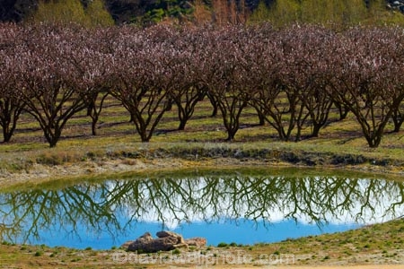Alexandra;bloom;blooming;blooms;blossom;blossoming;blossoms;calm;Central-Otago;crop;dam;dams;farm;farming;farms;flower;flowering;flowers;fruit-tree;fruit-trees;horticulture;irrigation-dam;N.Z.;New-Zealand;NZ;orchard;orchards;Otago;placid;quiet;reflected;reflection;reflections;row;rows;rural;S.I.;season;seasonal;seasons;serene;SI;smooth;South-Is;South-Island;spring;spring-time;springtime;Sth-Is;still;tranquil;water