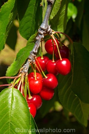 Central-Otago;cherries;cherry;cherry-orchard;cherry-orchards;cherry-tree;cherry-trees;country;countryside;Cromwell;crop;crops;farm;farming;farmland;farms;field;fruit;fruit-tree;fruit-trees;green;horticulture;N.Z.;New-Zealand;NZ;orchard;orchards;Otago;red;red-cherries;red-cherry;row;rows;rural;S.I.;SI;South-Is;South-Is.;South-Island;Sth-Is;stone-fruit;summer;tree;trees