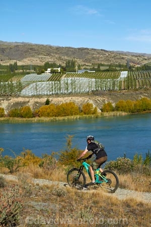 bicycle;bicycles;bike;bikes;Central-Otago;Cromwell;Cromwell-to-Bannockburn-Lakeside-Track;cycle;cycler;cyclers;cycles;cyclist;cyclists;families;family;lake;Lake-Dunstan;lakes;M.R.;model-release;model-released;mountain-bike;mountain-biker;mountain-bikers;mountain-bikes;MR;mtn-bike;mtn-biker;mtn-bikers;mtn-bikes;N.Z.;New-Zealand;NZ;Otago;people;person;push-bike;push-bikes;push_bike;push_bikes;pushbike;pushbikes;recreation;S.I.;SI;South-Is;South-Island;Sth-Is;Sth-Is.