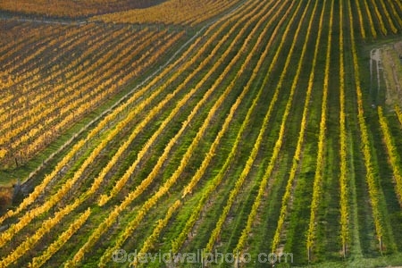 agricultural;agriculture;autuminal;autumn;autumn-colour;autumn-colours;autumnal;Bannockburn;Central-Otago;central-otago-vineyard;central-otago-vineyards;central-otago-wineries;central-otago-winery;color;colors;colour;colours;country;countryside;crop;crops;cultivation;deciduous;fall;farm;farming;farmland;farms;Felton-Rd-Vineyard;Felton-Rd-Vineyards;Felton-Rd-Wines;Felton-Road-Vineyard;Felton-Road-Vineyards;Felton-Road-Wines;field;fields;gold;golden;grape;grapes;grapevine;horticulture;leaf;leaves;line;lines;N.Z.;near-Cromwell;New-Zealand;NZ;Otago;row;rows;rural;S.I.;season;seasonal;seasons;SI;South-Is.;South-Island;Sth-Is;Sth-Is.;tree;trees;vine;vines;vineyard;vineyards;vintage;wine;wineage;wineries;winery;wines;yellow