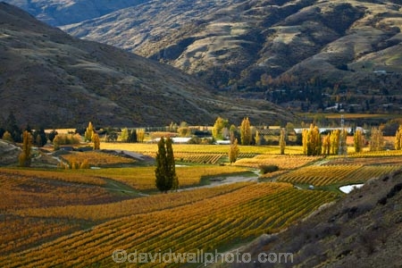 agricultural;agriculture;autuminal;autumn;autumn-colour;autumn-colours;autumnal;Bannockburn;Central-Otago;central-otago-vineyard;central-otago-vineyards;central-otago-wineries;central-otago-winery;color;colors;colour;colours;country;countryside;crop;crops;cultivation;deciduous;fall;farm;farming;farmland;farms;Felton-Rd-Vineyard;Felton-Rd-Vineyards;Felton-Rd-Wines;Felton-Road-Vineyard;Felton-Road-Vineyards;Felton-Road-Wines;field;fields;gold;golden;grape;grapes;grapevine;horticulture;leaf;leaves;N.Z.;near-Cromwell;New-Zealand;NZ;Otago;poplar;poplar-tree;poplar-trees;poplars;row;rows;rural;S.I.;season;seasonal;seasons;SI;South-Is.;South-Island;Sth-Is;Sth-Is.;tree;trees;vine;vines;vineyard;vineyards;vintage;wine;wineage;wineries;winery;wines;yellow
