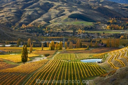 agricultural;agriculture;autuminal;autumn;autumn-colour;autumn-colours;autumnal;Bannockburn;Central-Otago;central-otago-vineyard;central-otago-vineyards;central-otago-wineries;central-otago-winery;color;colors;colour;colours;country;countryside;crop;crops;cultivation;deciduous;fall;farm;farming;farmland;farms;Felton-Rd-Vineyard;Felton-Rd-Vineyards;Felton-Rd-Wines;Felton-Road-Vineyard;Felton-Road-Vineyards;Felton-Road-Wines;field;fields;gold;golden;grape;grapes;grapevine;horticulture;leaf;leaves;N.Z.;near-Cromwell;New-Zealand;NZ;Otago;poplar;poplar-tree;poplar-trees;poplars;row;rows;rural;S.I.;season;seasonal;seasons;SI;South-Is.;South-Island;Sth-Is;Sth-Is.;tree;trees;vine;vines;vineyard;vineyards;vintage;wine;wineage;wineries;winery;wines;yellow