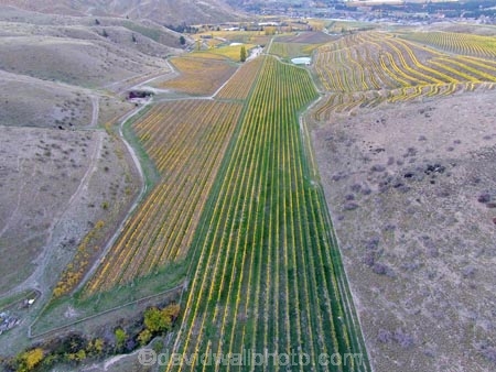 aerial;Aerial-drone;Aerial-drones;aerial-image;aerial-images;aerial-photo;aerial-photograph;aerial-photographs;aerial-photography;aerial-photos;aerial-view;aerial-views;aerials;agricultural;agriculture;autuminal;autumn;autumn-colour;autumn-colours;autumnal;Bannockburn;Central-Otago;Central-Otago-Vineyards;color;colors;colour;colours;country;countryside;crop;crops;cultivation;deciduous;Drone;Drones;emotely-operated-aircraft;fall;farm;farming;farmland;farms;Felton-Rd-Vineyard;Felton-Road-Vineyard;Felton-Road-Wines;field;fields;gold;golden;grape;grapes;grapevine;horticulture;leaf;leaves;N.Z.;New-Zealand;NZ;Otago;Quadcopter;Quadcopters;remote-piloted-aircraft-systems;remotely-piloted-aircraft;remotely-piloted-aircrafts;ROA;row;rows;RPA;RPAS;rural;S.I.;season;seasonal;seasons;SI;South-Is;South-Island;Sth-Is;Sth-Is.;tree;trees;U.A.V.;UA;UAS;UAV;UAVs;Unmanned-aerial-vehicle;unmanned-aircraft;unpiloted-aerial-vehicle;unpiloted-aerial-vehicles;unpiloted-air-system;vine;vines;vineyard;vineyards;vintage;wine;wineries;winery;wines;yellow