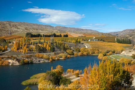 agricultural;agriculture;autuminal;autumn;autumn-colour;autumn-colours;autumnal;Bannockburn;Bannockburn-Inlet;cairnmuir-mountains;cairnmuir-range;Central-Otago;central-otago-vineyard;central-otago-vineyards;central-otago-wineries;central-otago-winery;color;colors;colour;colours;country;countryside;cromwell;crop;crops;cultivation;deciduous;fall;farm;farming;farmland;farms;field;fields;gold;golden;grape;grapes;grapevine;horticulture;kawarau-arm;lake;Lake-Dunstan;lakes;leaf;leaves;N.Z.;New-Zealand;NZ;Otago;poplar;poplar-tree;poplar-trees;poplars;row;rows;rural;S.I.;season;seasonal;seasons;SI;south-island;Sth-Is;Sth-Is.;tree;trees;vine;vines;vineyard;vineyards;vintage;water;wine;wineries;winery;wines;yellow