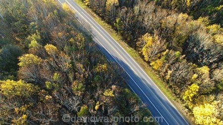aerial;Aerial-drone;Aerial-drones;aerial-image;aerial-images;aerial-photo;aerial-photograph;aerial-photographs;aerial-photography;aerial-photos;aerial-view;aerial-views;aerials;autuminal;autumn;autumn-colour;autumn-colours;autumnal;bend;bends;Central-Otago;color;colors;colour;colours;corner;corners;curve;curves;deciduous;driving;Drone;Drones;fall;forest;forests;gold;golden;highway;highways;leaf;leaves;Manuka-Gorge;N.Z.;New-Zealand;NZ;open-road;open-roads;Otago;Quadcopter-aerial;Quadcopters-aerials;road;road-trip;roads;s-bend;s-bends;S.H.8;S.I.;season;seasonal;seasons;SH8;SI;South-Is;South-Island;State-Highway-8;State-Highway-Eight;Sth-Is;sycamore-tree;sycamore-trees;transport;transportation;tree;trees;trip;U.A.V.-aerial;UAV-aerials;yellow