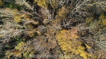 aerial;Aerial-drone;Aerial-drones;aerial-image;aerial-images;aerial-photo;aerial-photograph;aerial-photographs;aerial-photography;aerial-photos;aerial-view;aerial-views;aerials;autuminal;autumn;autumn-colour;autumn-colours;autumnal;Central-Otago;color;colors;colour;colours;deciduous;Drone;Drones;fall;forest;forests;gold;golden;leaf;leaves;Manuka-Gorge;N.Z.;New-Zealand;NZ;Otago;Quadcopter-aerial;Quadcopters-aerials;road;road-trip;roads;S.I.;season;seasonal;seasons;SH8;SI;South-Is;South-Island;Sth-Is;sycamore-tree;sycamore-trees;tree;trees;U.A.V.-aerial;UAV-aerials;yellow