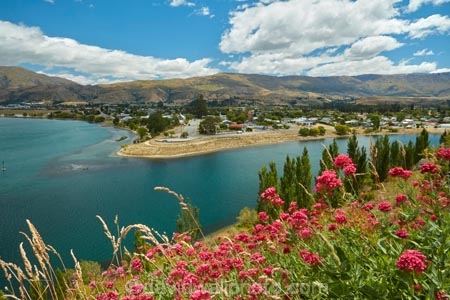 Central-Otago;Cromwell;flower;flowers;lake;Lake-Dunstan;lakes;N.Z.;New-Zealand;NZ;Otago;pink;S.I.;SI;snow;South-Is;South-Island;spring;spring-flowers;spring-time;springtime;Sth-Is;valerian-flowers;valerians