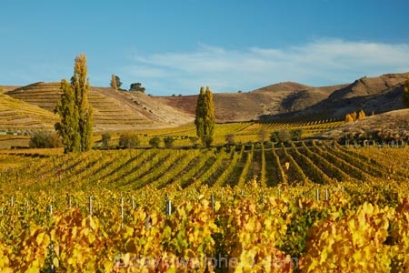 agricultural;agriculture;autuminal;autumn;autumn-colour;autumn-colours;autumnal;Bannockburn;Central-Otago;central-otago-vineyard;central-otago-vineyards;central-otago-wineries;central-otago-winery;color;colors;colour;colours;country;countryside;Cromwell;crop;crops;cultivation;deciduous;fall;farm;farming;farmland;farms;Felton-Rd-Vineyard;Felton-Rd-Vineyards;Felton-Rd-Wines;Felton-Road-Vineyard;Felton-Road-Vineyards;Felton-Road-Wines;field;fields;gold;golden;grape;grapes;grapevine;horticulture;leaf;leaves;N.Z.;New-Zealand;NZ;Otago;poplar;poplar-tree;poplar-trees;poplars;row;rows;rural;S.I.;season;seasonal;seasons;SI;South-Is;South-Is.;South-Island;Sth-Is;Sth-Is.;tree;trees;vine;vines;vineyard;vineyards;vintage;wine;wineage;wineries;winery;wines;yellow