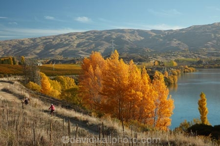 autuminal;autumn;autumn-colour;autumn-colours;autumnal;Carrick-Range;Central-Otago;color;colors;colour;colours;Cromwell;cycle-track;cycle-trail;cycleway;cyclist;deciduous;fall;gold;golden;Kawarau-Arm;lake;Lake-Dunstan;Lake-Dunstan-Cycle-Track;Lake-Dunstan-Cycle-Trail;Lake-Dunstan-Cycleway;Lake-Dunstan-Track;Lake-Dunstan-Trail;lakes;leaf;leaves;N.Z.;New-Zealand;NZ;Otago;S.I.;season;seasonal;seasons;SI;South-Is;South-Island;Sth-Is;track;tracks;trail;trails;tree;trees;yellow