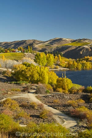 autuminal;autumn;autumn-colour;autumn-colours;autumnal;Bannockburn;Bannockburn-Inlet;Carrick-Range;Central-Otago;color;colors;colour;colours;cycle-track;cycle-trail;cycleway;cyclist;deciduous;fall;gold;golden;Kawarau-Arm;lake;Lake-Dunstan;Lake-Dunstan-Cycle-Track;Lake-Dunstan-Cycle-Trail;Lake-Dunstan-Cycleway;Lake-Dunstan-Track;Lake-Dunstan-Trail;lakes;leaf;leaves;N.Z.;New-Zealand;NZ;Otago;S.I.;season;seasonal;seasons;SI;South-Is;South-Island;Sth-Is;track;tracks;trail;trails;tree;trees;yellow