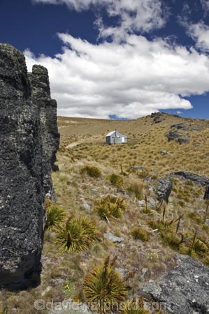 Aciphylla-aurea;alpine;back-country-hut;backcountry;backcountry-hut;backcountry-huts;Central-Otago;clump;corrugated-iron;corrugated-steel;DOC-hut;DOC-huts;flower-spikes;flowers;golden;Golden-Speargrass;high-altitude;high-country-hut;highcountry;highcountry-hut;highcountry-huts;highlands;hikers-hut;hikers-huts;huits;hut;mountain-hut;mountain-huts;mountains;N.Z.;New-Zealand;NZ;Old-Woman-Hut;Old-Woman-Range;Otago;outdoors;range;ranges;rock;rocks;S.I.;schist;shelter;SI;South-Island;spike;spikes;trampers-hut;trampers-huts;tussock;tussock-grass;tussocks;yellow