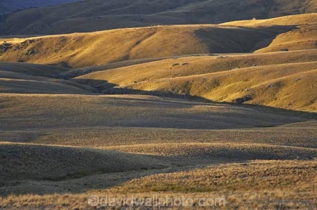 back-country;backcountry;Carrick-Range;Central-Otago;high-altitude;high-country;highcountry;highlands;N.Z.;Nevis-Valley;New-Zealand;NZ;Otago;remote;remoteness;S.I.;SI;South-Island;tussock;tussock-grass;tussocks;uplands