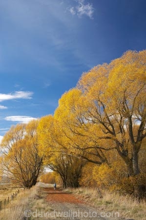 adventure;autuminal;autumn;autumn-colour;autumn-colours;autumnal;avenue;avenues;bicycle;bicycles;bike;biker;bikes;Central-Otago;Central-Otago-Rail-Trail;color;colors;colour;colours;cycle;cycle-track;cycler;cyclers;cycles;cycling-track;cyclist;cyclists;deciduous;fall;golden;Ida-Valley;leaf;leaves;Maniototo;mountain-bike;mountain-bike-track;mountain-biker;mountain-bikers;mountain-bikes;mtn-bike;mtn-biker;mtn-bikers;mtn-bikes;N.Z.;New-Zealand;NZ;Otago;Otago-Central-Rail-Trail;Oturehua;push-bike;push-bikes;push_bike;push_bikes;pushbike;pushbikes;rail-trail;rail-trails;S.I.;scenic;season;seasonal;seasons;SI;South-Island;sports;tourism;track;tracks;tree;trees;willow;willow-tree;willow-trees;willows;yellow