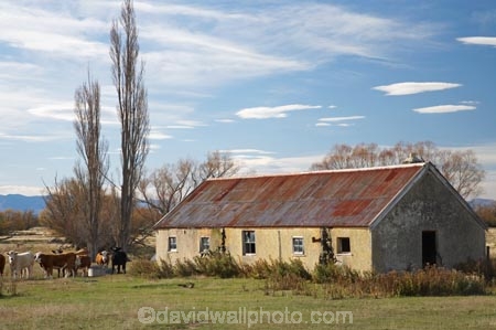 abandon;abandoned;agricultural;agriculture;castaway;Central-Otago;character;country;countryside;cow;cows;derelict;dereliction;deserted;desolate;desolation;destruction;farm;farming;farmland;farms;field;fields;Maniototo;meadow;meadows;N.Z.;neglect;neglected;New-Zealand;NZ;old;old-fashioned;old_fashioned;Otago;paddock;paddocks;pasture;pastures;Patearoa;poplar;poplars;ruin;ruins;run-down;rural;rustic;S.I.;SI;South-Island;vintage