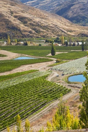 agricultural;agriculture;Bannockburn;Central-Otago;central-otago-vineyard;central-otago-vineyards;central-otago-wineries;central-otago-winery;country;countryside;Cromwell;crop;crops;cultivation;farm;farming;farmland;farms;Felton-Road-Vineyard;Felton-Road-Wines;field;fields;grape;grapes;grapevine;horticulture;N.Z.;new-zealand;NZ;Otago;row;rows;rural;S.I.;SI;South-Is.;south-island;vine;vines;vineyard;vineyards;vintage;wineage;wineries;winery;wines