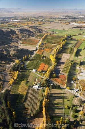 aerial;aerial-photo;aerial-photograph;aerial-photographs;aerial-photography;aerial-photos;aerial-view;aerial-views;aerials;agricultural;agriculture;Alexandra;autuminal;autumn;autumn-colour;autumn-colours;autumnal;Central-Otago;color;colors;colour;colours;country;countryside;crop;crops;deciduous;Earnscleugh;fall;farm;farming;farmland;farms;field;fields;fruit;fruit-tree;fruit-trees;horticulture;meadow;meadows;N.Z.;New-Zealand;NZ;orchard;orchards;Otago;paddock;paddocks;pasture;pastures;poplar;poplar-tree;poplar-trees;poplars;row;rows;rural;S.I.;season;seasonal;seasons;SI;South-Is.;South-Island;tree;trees