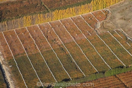 aerial;aerial-photo;aerial-photograph;aerial-photographs;aerial-photography;aerial-photos;aerial-view;aerial-views;aerials;Alexandra;autuminal;autumn;autumn-colour;autumn-colours;autumnal;Central-Otago;cherry-orchard;color;colors;colour;colours;country;countryside;crop;crops;deciduous;Earnscleugh;fall;farm;farming;farmland;farms;field;fruit;fruit-tree;fruit-trees;horticulture;N.Z.;New-Zealand;NZ;orchard;orchards;Otago;pattern;patterns;poplar;poplar-tree;poplar-trees;poplars;row;rows;rural;S.I.;season;seasonal;seasons;shape;shapes;SI;South-Is.;South-Island;tree;trees