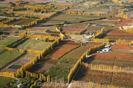 aerial;aerial-photo;aerial-photograph;aerial-photographs;aerial-photography;aerial-photos;aerial-view;aerial-views;aerials;agricultural;agriculture;Alexandra;autuminal;autumn;autumn-colour;autumn-colours;autumnal;Central-Otago;color;colors;colour;colours;country;countryside;crop;crops;deciduous;Earnscleugh;fall;farm;farming;farmland;farms;field;fields;fruit;fruit-tree;fruit-trees;horticulture;meadow;meadows;N.Z.;New-Zealand;NZ;orchard;orchards;Otago;paddock;paddocks;pasture;pastures;poplar;poplar-tree;poplar-trees;poplars;row;rows;rural;S.I.;season;seasonal;seasons;SI;South-Is.;South-Island;tree;trees