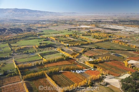 aerial;aerial-photo;aerial-photograph;aerial-photographs;aerial-photography;aerial-photos;aerial-view;aerial-views;aerials;agricultural;agriculture;Alexandra;autuminal;autumn;autumn-colour;autumn-colours;autumnal;Central-Otago;color;colors;colour;colours;country;countryside;crop;crops;deciduous;Earnscleugh;fall;farm;farming;farmland;farms;field;fields;fruit;fruit-tree;fruit-trees;horticulture;meadow;meadows;N.Z.;New-Zealand;NZ;orchard;orchards;Otago;paddock;paddocks;pasture;pastures;poplar;poplar-tree;poplar-trees;poplars;row;rows;rural;S.I.;season;seasonal;seasons;SI;South-Is.;South-Island;tree;trees
