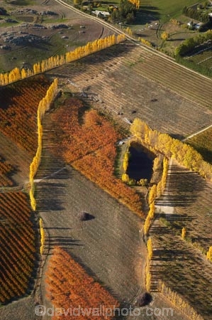 aerial;aerial-photo;aerial-photograph;aerial-photographs;aerial-photography;aerial-photos;aerial-view;aerial-views;aerials;Alexandra;autuminal;autumn;autumn-colour;autumn-colours;autumnal;Central-Otago;color;colors;colour;colours;country;countryside;crop;crops;deciduous;Earnscleugh;fall;farm;farming;farmland;farms;field;fruit;fruit-tree;fruit-trees;horticulture;N.Z.;New-Zealand;NZ;orange;orchard;orchards;Otago;pattern;patterns;poplar;poplar-tree;poplar-trees;poplars;row;rows;rural;S.I.;season;seasonal;seasons;shape;shapes;SI;South-Is.;South-Island;tree;trees;yellow