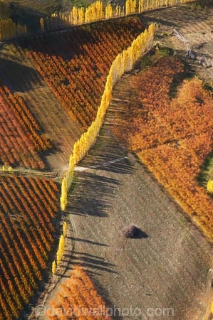 aerial;aerial-photo;aerial-photograph;aerial-photographs;aerial-photography;aerial-photos;aerial-view;aerial-views;aerials;Alexandra;autuminal;autumn;autumn-colour;autumn-colours;autumnal;Central-Otago;color;colors;colour;colours;country;countryside;crop;crops;deciduous;Earnscleugh;fall;farm;farming;farmland;farms;field;fruit;fruit-tree;fruit-trees;horticulture;N.Z.;New-Zealand;NZ;orange;orchard;orchards;Otago;pattern;patterns;poplar;poplar-tree;poplar-trees;poplars;row;rows;rural;S.I.;season;seasonal;seasons;shape;shapes;SI;South-Is.;South-Island;tree;trees;yellow
