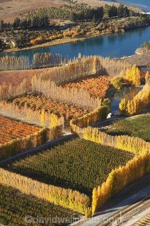 aerial;aerial-photo;aerial-photograph;aerial-photographs;aerial-photography;aerial-photos;aerial-view;aerial-views;aerials;autuminal;autumn;autumn-colour;autumn-colours;autumnal;Bannockburn;Central-Otago;color;colors;colour;colours;country;countryside;Cromwell;crop;crops;deciduous;fall;farm;farming;farmland;farms;field;fruit;fruit-tree;fruit-trees;horticulture;hydro-lake;hydro-lakes;lake;Lake-Dunstan;lakes;N.Z.;New-Zealand;NZ;orange;orchard;orchards;Otago;pattern;patterns;poplar;poplar-tree;poplar-trees;poplars;row;rows;rural;S.I.;season;seasonal;seasons;shape;shapes;SI;South-Is.;South-Island;tree;trees;water
