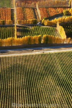 aerial;aerial-photo;aerial-photograph;aerial-photographs;aerial-photography;aerial-photos;aerial-view;aerial-views;aerials;agricultural;agriculture;autuminal;autumn;autumn-colour;autumn-colours;autumnal;Bannockburn;Central-Otago;central-otago-vineyard;central-otago-vineyards;central-otago-wineries;central-otago-winery;color;colors;colour;colours;country;countryside;Cromwell;crop;crops;cultivation;deciduous;fall;farm;farming;farmland;farms;field;fields;fruit;fruit-tree;fruit-trees;grape;grapes;grapevine;horticulture;Mount-Difficulty-Vineyard;Mount-Difficulty-Vineyards;Mount-Difficulty-Winery;Mount-Difficulty-Wines;Mt-Difficulty-Vineyard;Mt-Difficulty-Vineyards;Mt-Difficulty-Winery;Mt-Difficulty-Wines;Mt.-Difficulty-Vineyard;Mt.-Difficulty-Vineyards;Mt.-Difficulty-Winery;Mt.-Difficulty-Wines;N.Z.;new-zealand;NZ;orange;orchard;orchards;Otago;pattern;patterns;poplar;poplar-tree;poplar-trees;poplars;row;rows;rural;S.I.;season;seasonal;seasons;shape;shapes;SI;South-Is.;South-Island;tree;trees;vine;vines;vineyard;vineyards;vintage;wineage;wineries;winery;wines