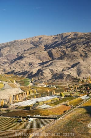 aerial;aerial-photo;aerial-photograph;aerial-photographs;aerial-photography;aerial-photos;aerial-view;aerial-views;aerials;agricultural;agriculture;autuminal;autumn;autumn-colour;autumn-colours;autumnal;Bannockburn;Carrick-Range;Central-Otago;central-otago-vineyard;central-otago-vineyards;central-otago-wineries;central-otago-winery;color;colors;colour;colours;country;countryside;crop;crops;cultivation;deciduous;fall;farm;farming;farmland;farms;Felton-Road-Vineyard;Felton-Road-Vineyards;Felton-Road-Winery;Felton-Road-Wines;field;fields;grape;grapes;grapevine;horticulture;N.Z.;New-Zealand;NZ;Olsens-Garden-Vineyard;Olsens-Vineyard;Olsens-Winery;Olsens-Garden-Vineyard;Olsens-Vineyard;Olsens-Winery;Otago;row;rows;rural;S.I.;season;seasonal;seasons;SI;South-Is.;south-island;tree;trees;vine;vines;vineyard;vineyards;vintage;wineage;wineries;winery;wines