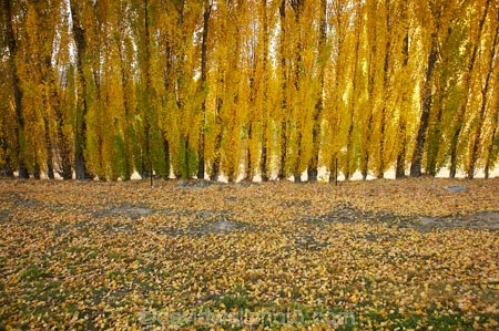 autuminal;autumn;autumn-colour;autumn-colours;autumnal;Bannockburn;Central-Otago;color;colors;colour;colours;deciduous;fall;golden;leaf;leaves;N.Z.;near-Cromwell;New-Zealand;NZ;Otago;poplar;poplar-tree;poplar-trees;Poplar-Trees-in-Autumn;poplars;S.I.;season;seasonal;seasons;SI;South-Is.;South-Island;tree;trees;yellow