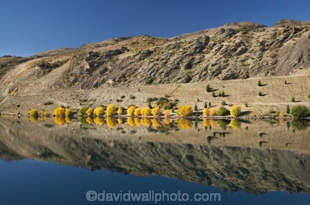 autuminal;autumn;autumn-colour;autumn-colours;autumnal;calm;Central-Otago;color;colors;colour;colours;Cromwell-Gorge;deciduous;Dunstan-Mountains;fall;lake;Lake-Dunstan;lakes;N.Z.;New-Zealand;NZ;Otago;placid;quiet;reflection;reflections;S.I.;season;seasonal;seasons;serene;SI;smooth;South-Is.;South-Island;State-Highway-8;State-Highway-Eight;still;tranquil;tree;trees;water