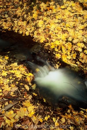 brook;brooks;color;colors;colour;colours;creek;creeks;fall;leaves;rapid;rapids;rock;rocks;streams;water;yellow
