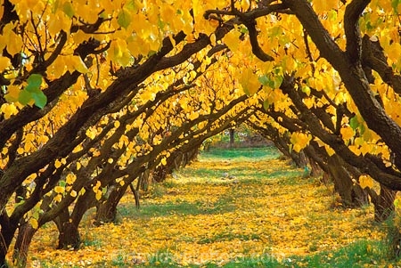 apricots;color;colour;crop;fall;farm;fruit;golden;grow;growing;horticulture;leaf;leaves;orchards;row;rows;rural;stone-fruit;yellow