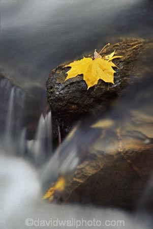brook;brooks;color;colors;colour;colours;creek;creeks;fall;leaves;rapid;rapids;rock;rocks;streams;water;yellow