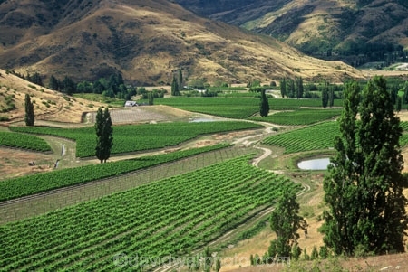 crop;crops;cultivation;farm;farming;farms;field;fields;grape;grapes;grapevine;horticulture;poplar;poplar-tree;poplar-trees;poplars;row;rows;rural;tree;trees;vine;vines;vineyard;vineyards;vintage;wine;wineries;winery;wines