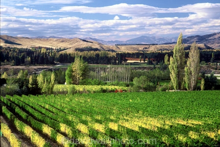 color;colors;colour;colours;crop;crops;cultivation;farm;farming;farms;field;fields;grape;grapes;grapevine;green;horticulture;poplar;poplars;row;rows;rural;tree;trees;vine;vines;vineyard;vineyards;vintage;wine;wineries;winery;wines;yellow