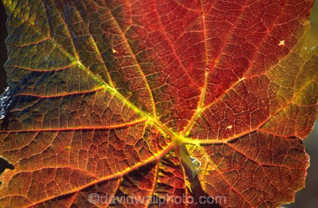 color;colors;colour;colours;crop;crops;cultivation;fall;farm;farming;farms;field;fields;grape;grapes;grapevine;horticulture;red;rural;vine;vines;vineyard;vineyards;vintage;wine;wineries;winery;wines;yellow