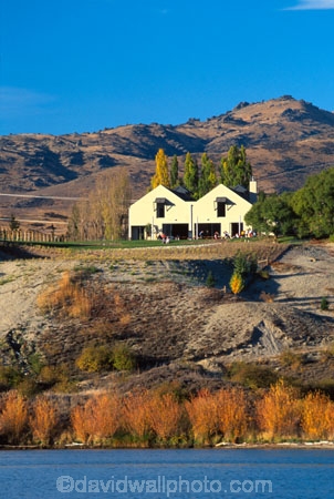 autumn;carrick;color;colors;colour;colours;crop;crops;cultivation;fall;farm;farming;farms;field;fields;grape;grapes;grapevine;horticulture;lakes;poplar;poplars;row;rows;rural;vine;vines;vineyard;vineyards;vintage;willow;willows;wine;wineries;winery;wines;yellow