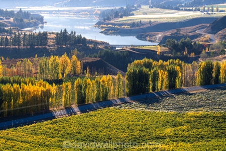 autumn;color;colors;colours;crop;crops;cultivation;fall;farm;farming;farms;field;fields;grape;grapes;grapevine;horticulture;leaf;leaves;poplar;poplar-tree;poplar-trees;poplars;rural;tree;trees;vine;vines;vineyard;vineyards;vintage;wine;wineries;winery;wines;yellow