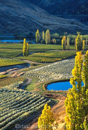 crop;crops;cultivation;farm;farming;farms;field;fields;grape;grapes;grapevine;horticulture;poplar;poplar-tree;poplar-trees;poplars;row;rows;rural;tree;trees;vine;vines;vineyard;vineyards;vintage;wine;wineries;winery;wines
