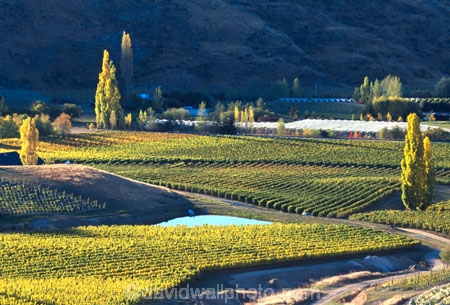 crop;crops;cultivation;farm;farming;farms;field;fields;grape;grapes;grapevine;horticulture;poplar;poplar-tree;poplar-trees;poplars;row;rows;rural;tree;trees;vine;vines;vineyard;vineyards;vintage;wine;wineries;winery;wines