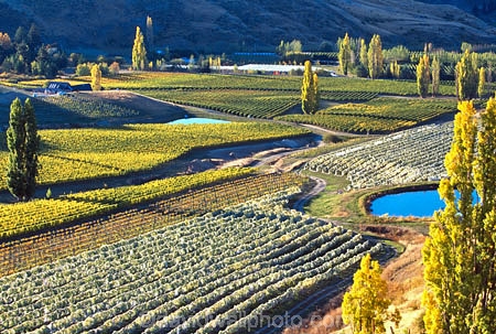 crop;crops;cultivation;farm;farming;farms;field;fields;grape;grapes;grapevine;horticulture;poplar;poplar-tree;poplar-trees;poplars;row;rows;rural;tree;trees;vine;vines;vineyard;vineyards;vintage;wine;wineries;winery;wines