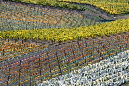 crop;crops;cultivation;farm;farming;farms;field;fields;geometric;grape;grapes;grapevine;horticulture;pattern;poplar;poplar-tree;poplar-trees;poplars;row;rows;rural;tree;trees;vine;vines;vineyard;vineyards;vintage;wine;wineries;winery;wines