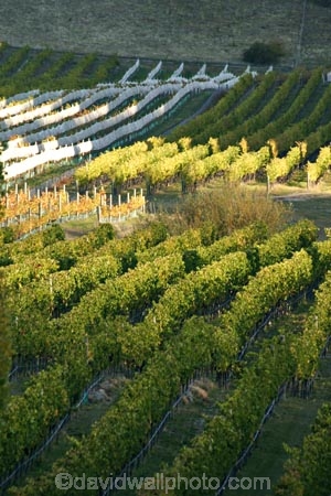agricultural;agriculture;autumn;Bannockburn;Central-Otago;country;countryside;crop;crops;cultivation;fall;farm;farming;farmland;farms;Felton-Road-Vineyard;field;fields;grape;grapes;grapevine;horticulture;New-Zealand;row;rows;rural;season;seasonal;seasons;South-Island;vine;vines;vineyard;vineyards;vintage;wine;wineries;winery;wines