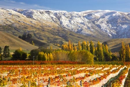 agricultural;agriculture;autuminal;autumn;autumnal;bird-nets;bird-netting;Central-Otago;central-otago-vineyard;central-otago-vineyards;central-otago-wineries;central-otago-winery;color;colors;colour;colours;country;countryside;cromwell;crop;crops;cultivation;deciduous;fall;farm;farming;farmland;farms;field;fields;gold;golden;grape;grapes;grapevine;horticulture;leaf;leaves;net;nets;netting;New-Zealand;pisa-range;poplar;poplar-tree;poplar-trees;poplars;row;rows;rural;snow;snowy;south-island;tree;trees;vine;vines;vineyard;vineyards;vintage;willow;willow-tree;willow-trees;willows;wine;wineries;winery;wines;Wooing-Tree-Vineyard;yellow